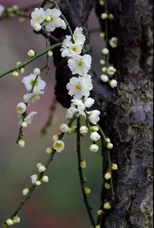 罗汉松 | 庭院中的守财吉祥树-173