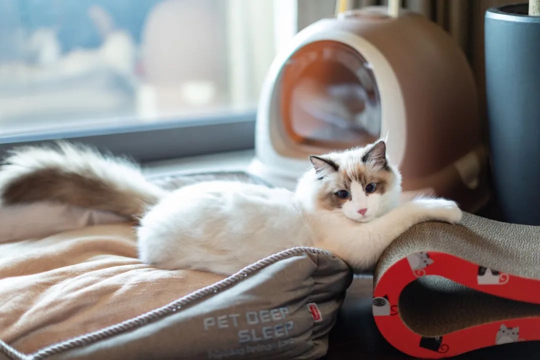 成都盛美利亚酒店丨中国成都-76