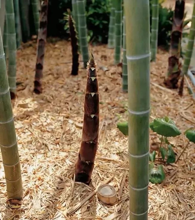 日式禅意庭园-56