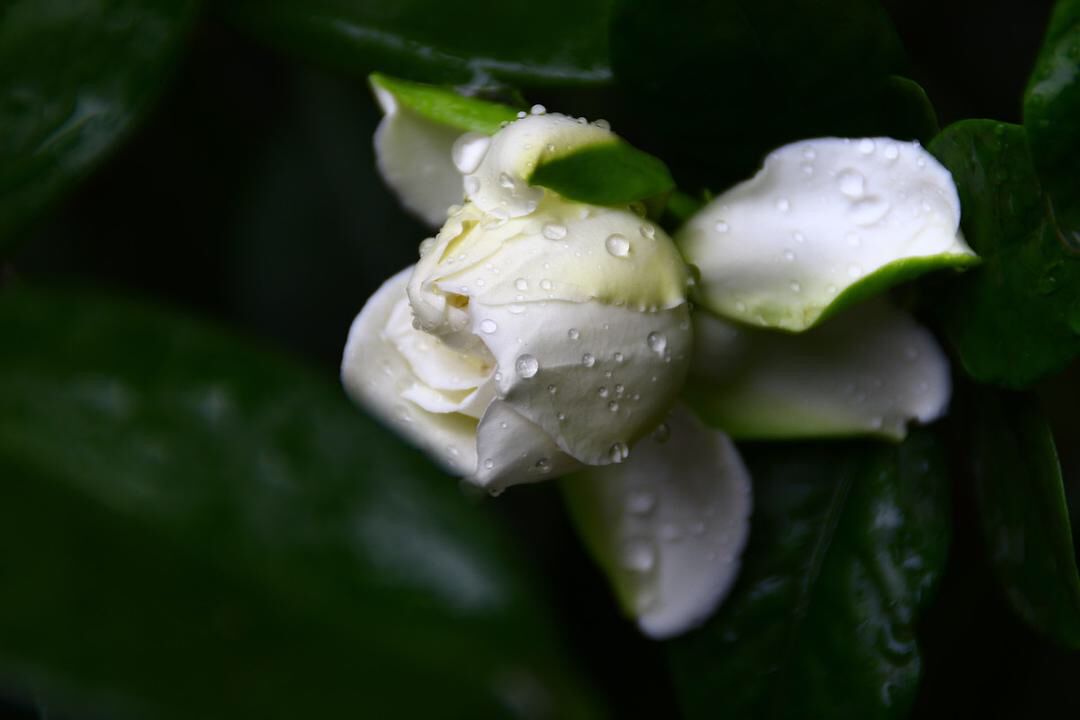 闲读消夏,书卷清凉-40