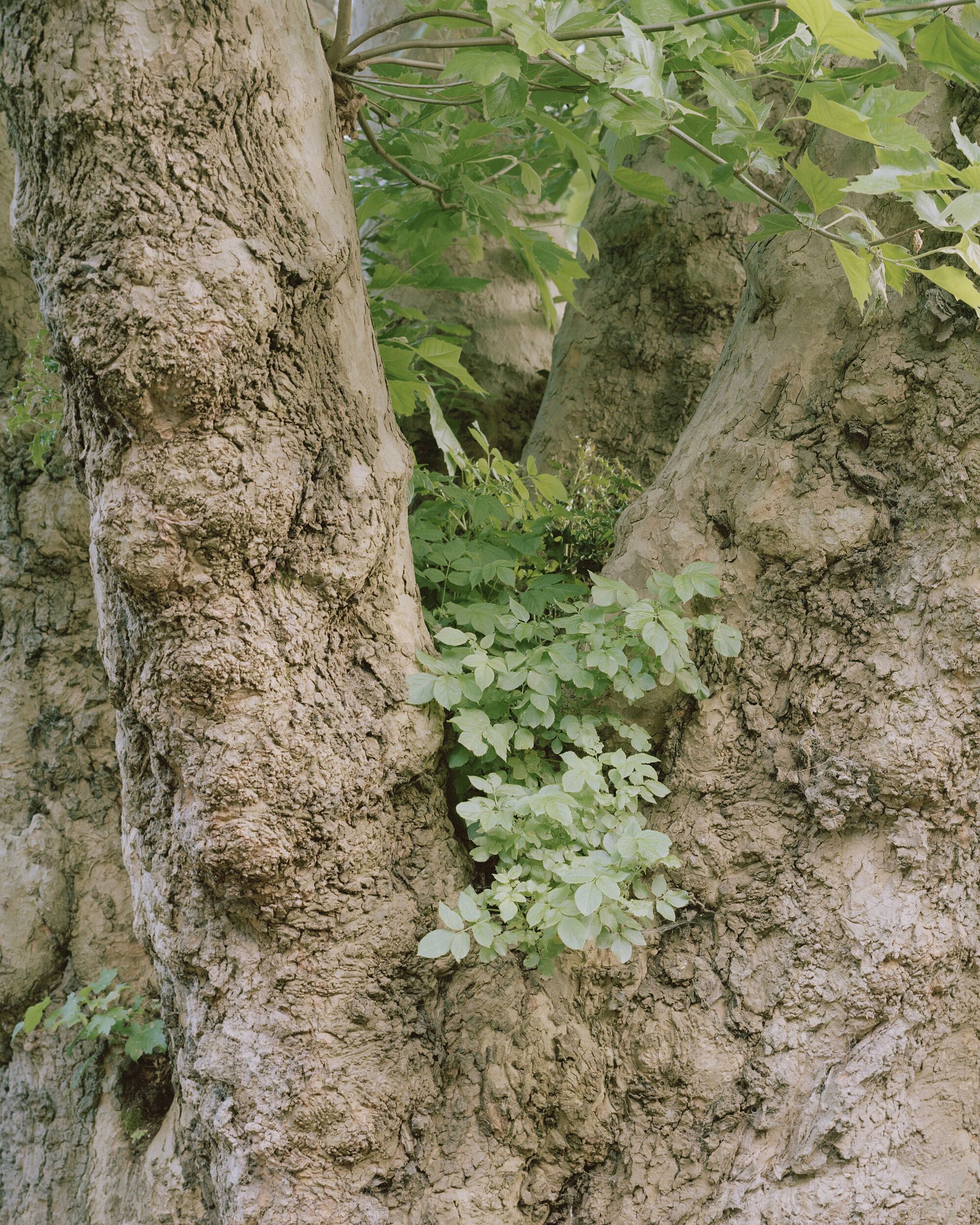 树庭院屋丨英国伦敦丨aoft-27