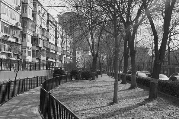 从课堂到街区更新实践！园林学院师生携手居民共建街巷“博物馆”-103