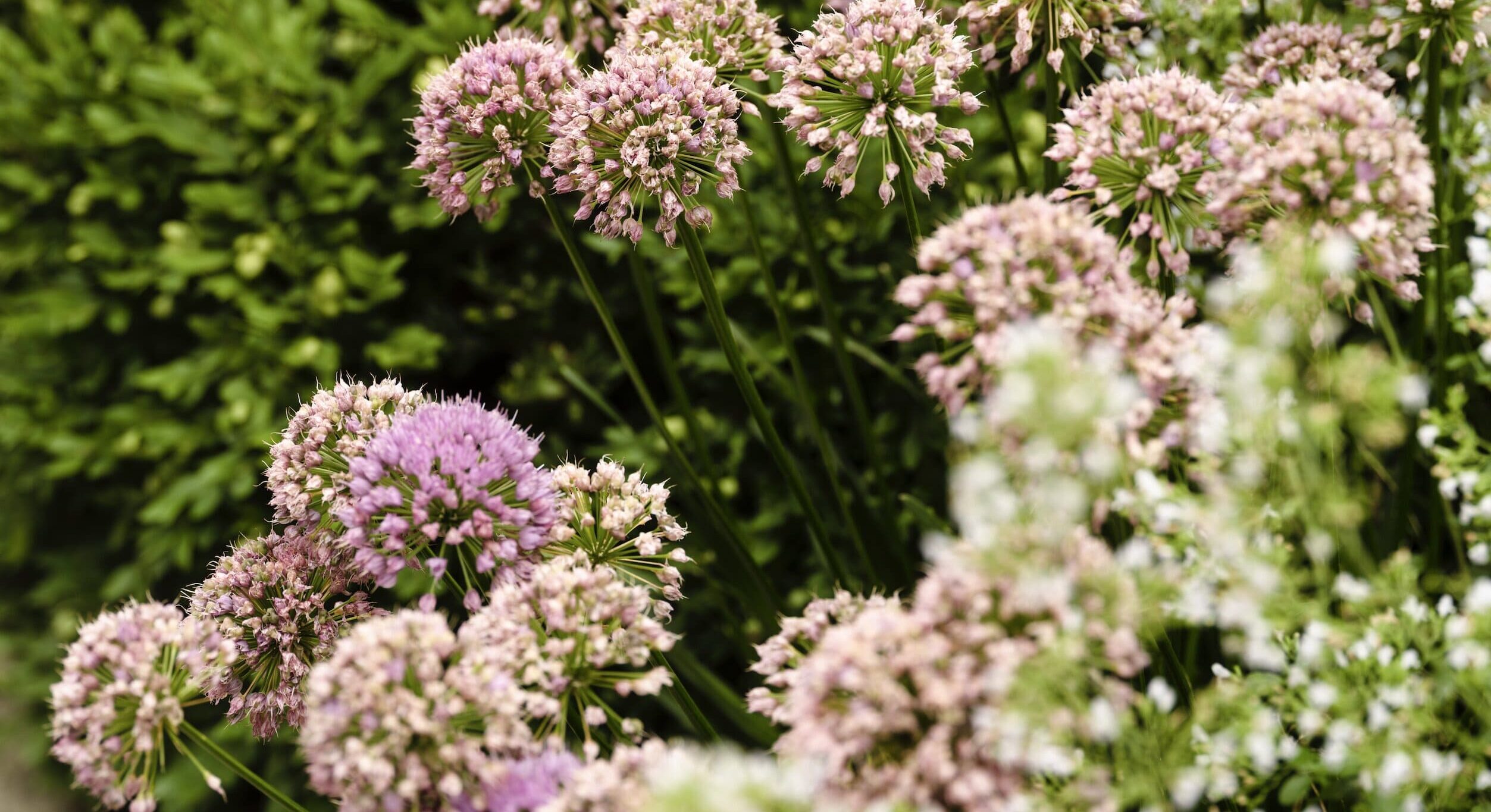 丨美国芝加哥-38