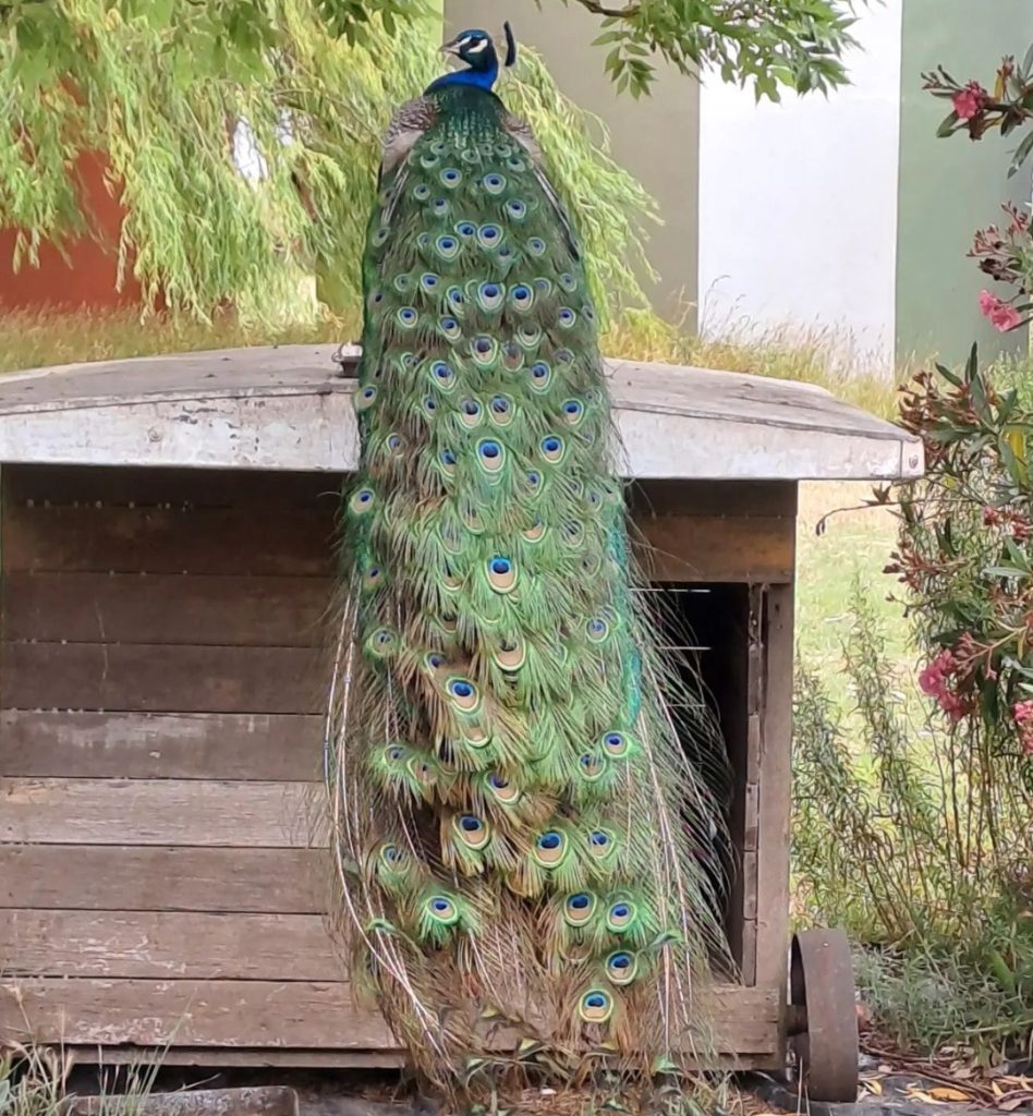 Argelanda农业生态项目-41