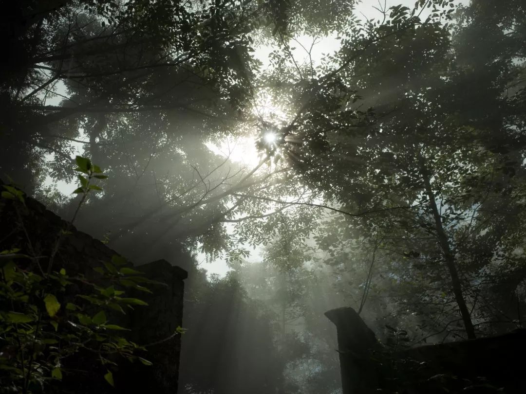 雾中苏红 | 自然、情感与时间的交融-32