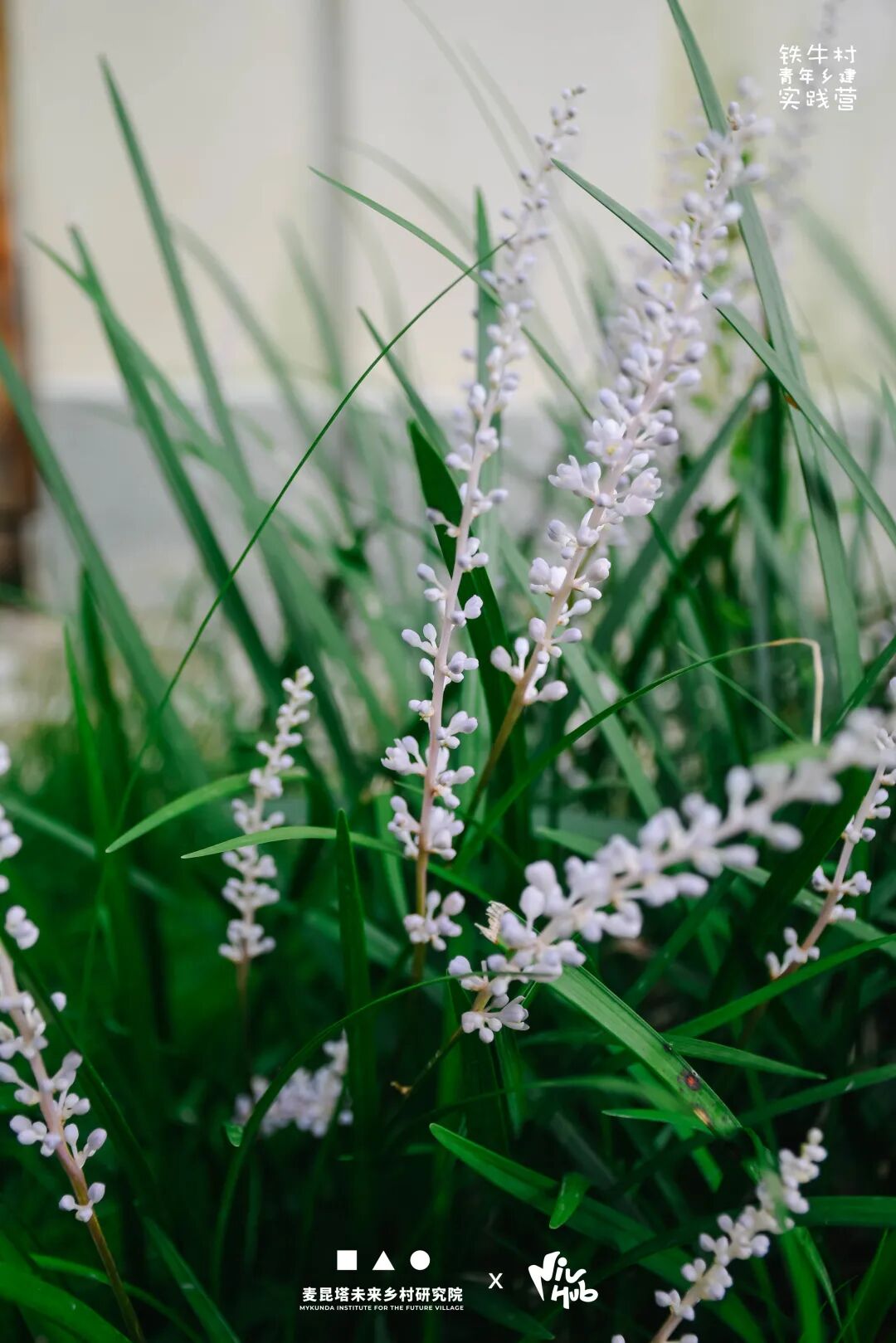 一场人与场地共生的创新实验|铁牛村青年乡建实践营活动回顾-22