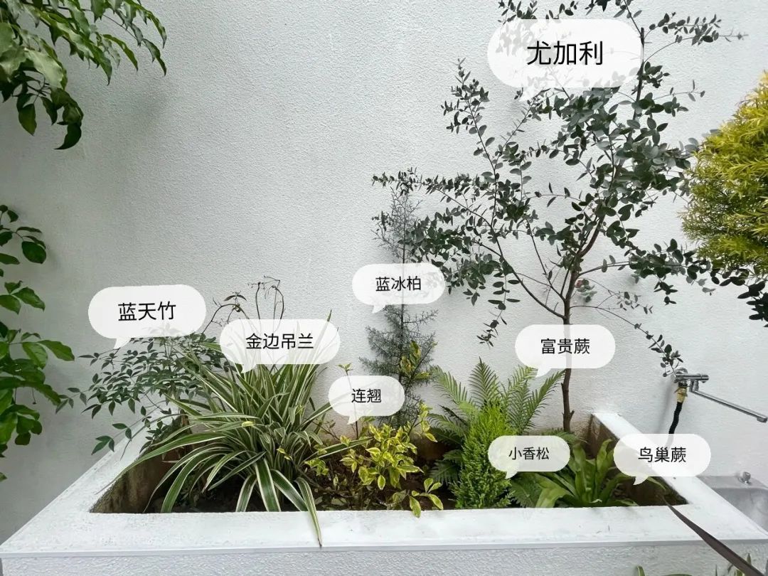 一个没有花的花园，全是绿植的高颜值花园改造，太美了-27