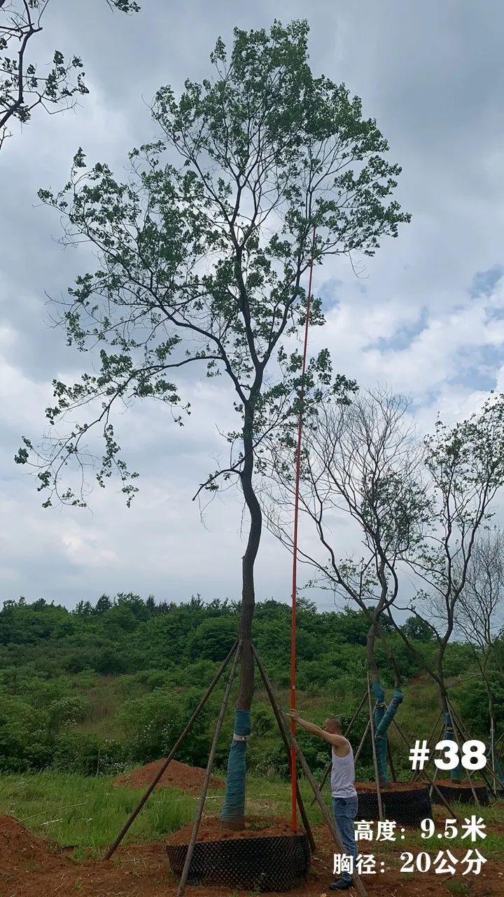 湖南衡阳 148 棵精品乌桕景观设计丨中国衡阳丨看见景观-45