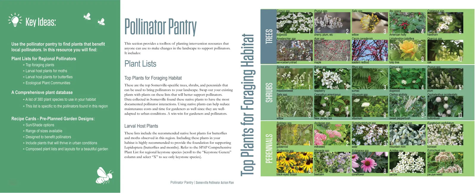 萨默维尔授粉昆虫行动计划丨美国丨Offshoots,Inc.-31