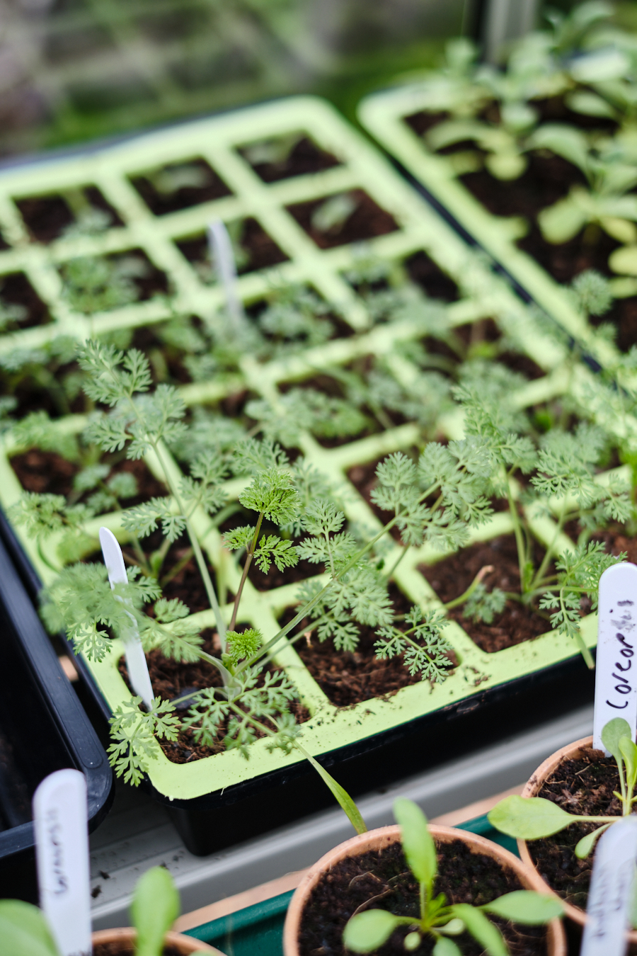 Creating a cottage garden - Lobster and Swan-26