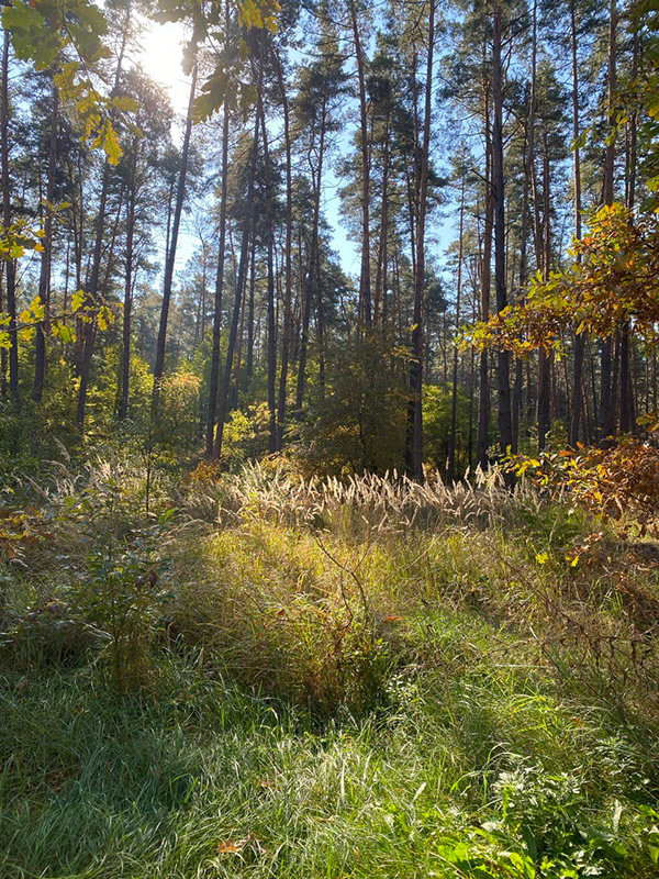 森林小屋丨乌克兰基辅丨Irina Karlikova-55