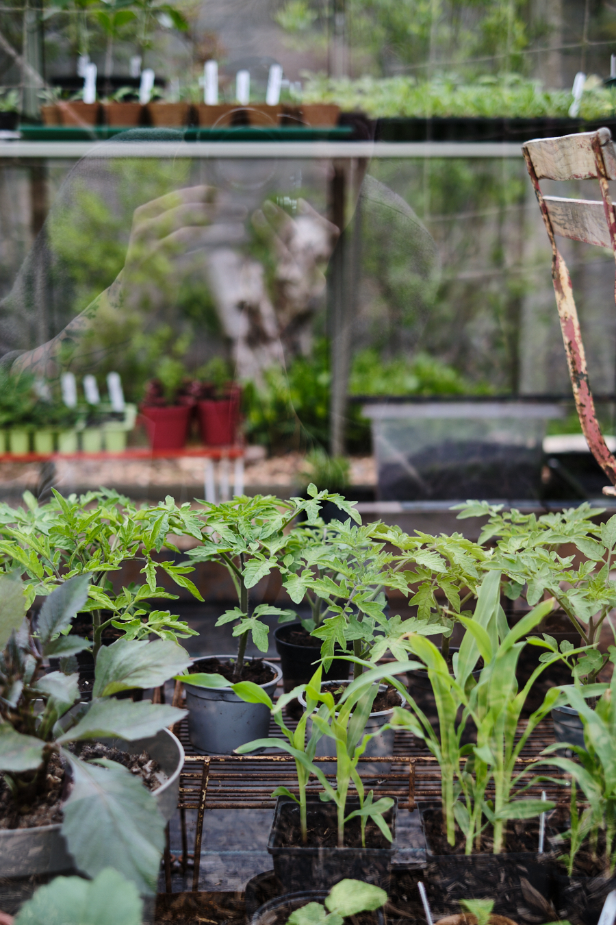 Creating a cottage garden - Lobster and Swan-28