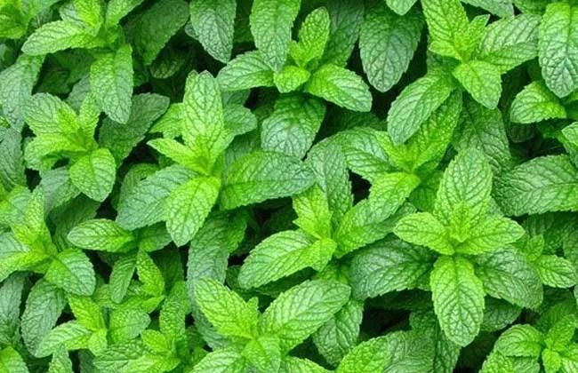 疗愈花园丨英国丨Alan Williams 和 Jo Whiley-47