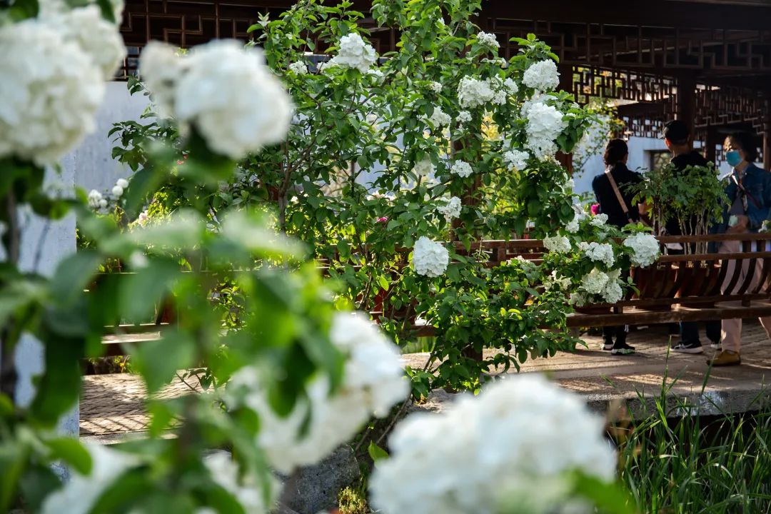 一尺花园｜浦东牡丹园里的老宅咖啡馆-10