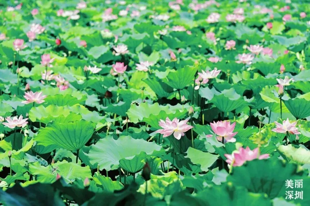 景观跑道开通！来罗湖体验一次逛两个公园的快乐吧~-33