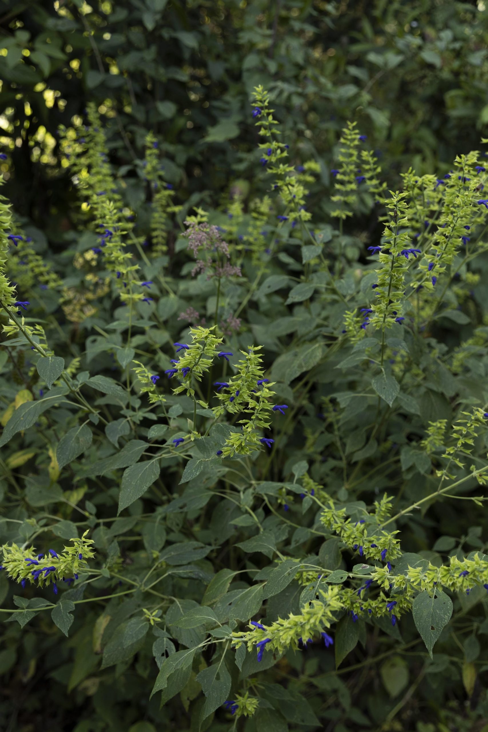 墨西哥森林花园-43