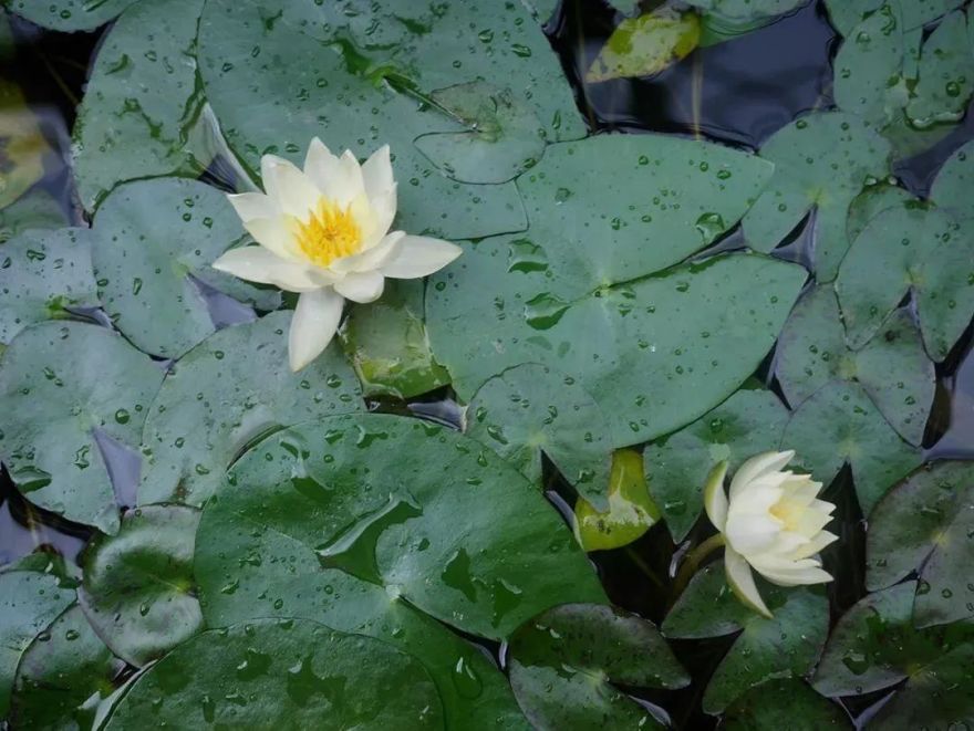 春天里的花海 · 适合种植的花草推荐-31