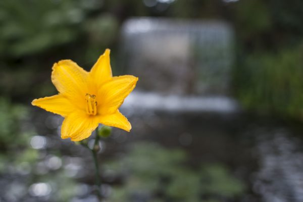 水上花园丨Damien Keane-13