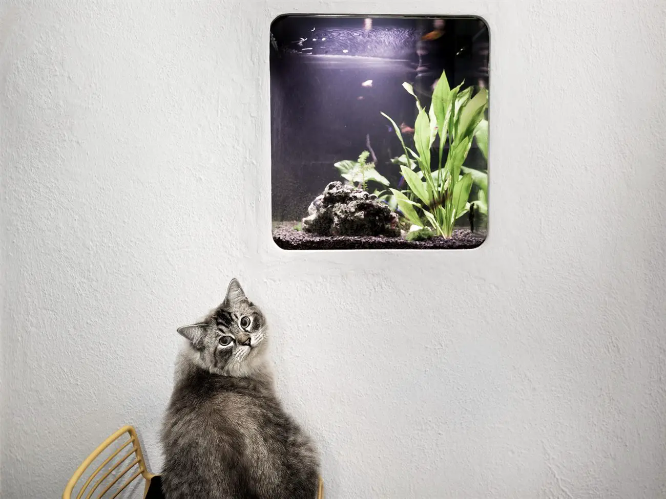 1931 年老建筑中的现代猫宅-10