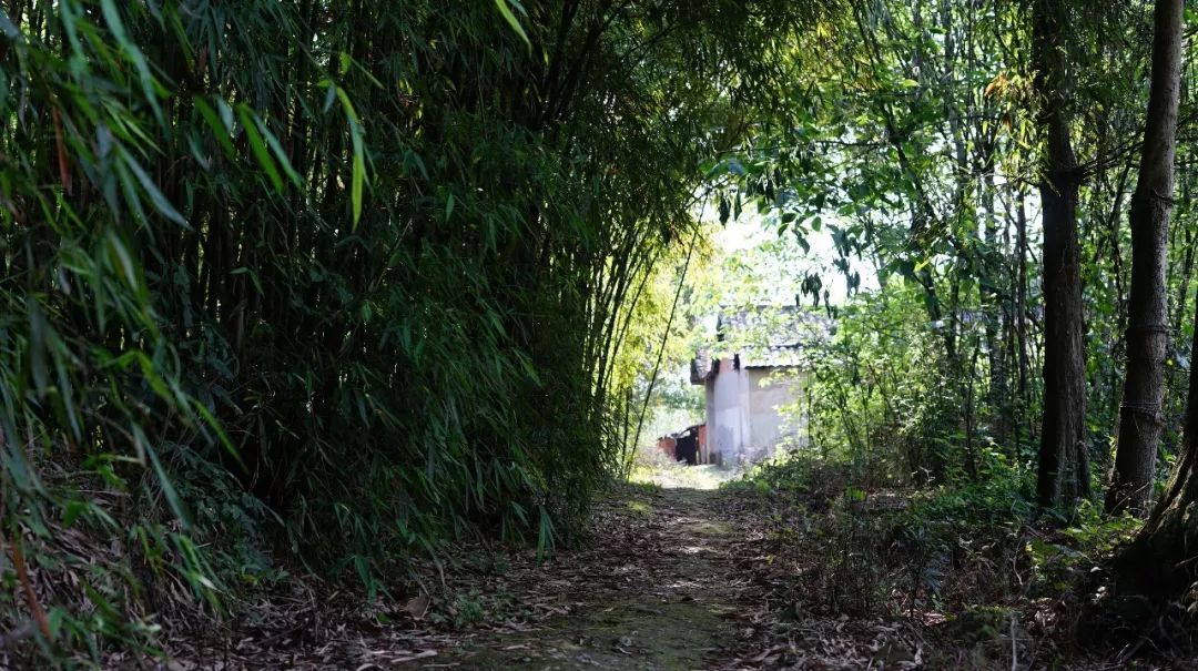 天府林盘·竹韵原乡 | 安仁林盘庄园-41