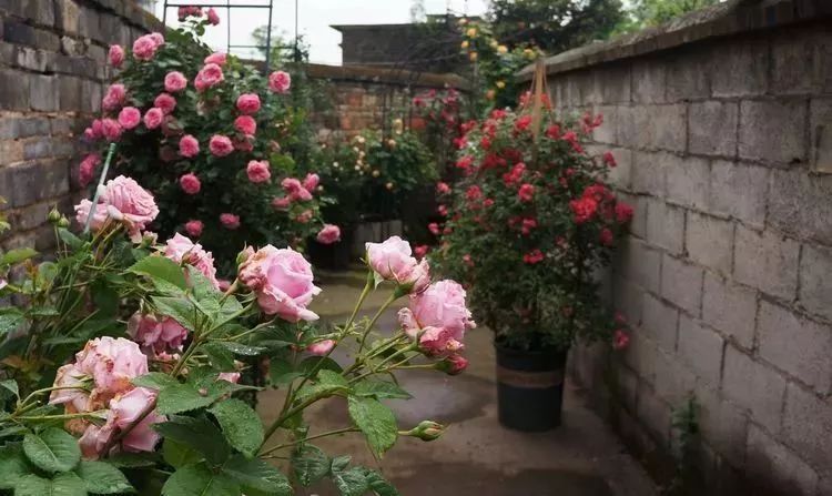 她花了4年，用月季，铁线莲，绣球把农村破败的小院打造成了花海，惊艳了时光-11