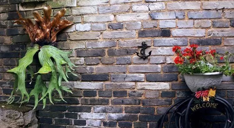 她花了4年，用月季，铁线莲，绣球把农村破败的小院打造成了花海，惊艳了时光-87