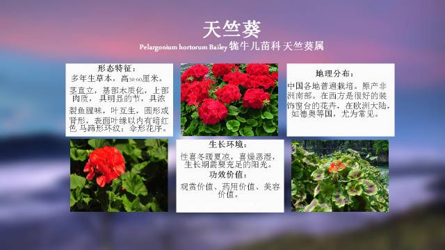 秋凌景观陪伴你学习的第3128天-65