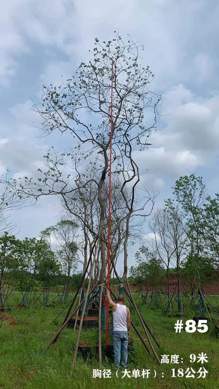 湖南衡阳 148 棵精品乌桕景观设计丨中国衡阳丨看见景观-101