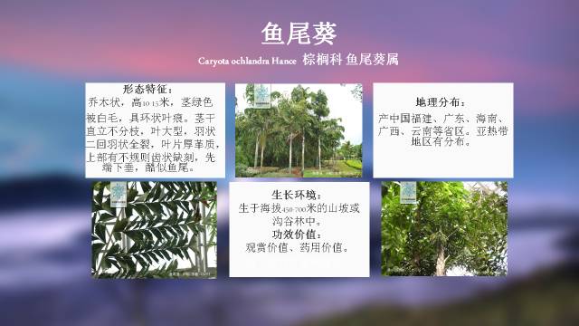 秋凌景观陪伴你学习的第3128天-97