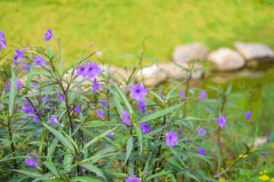 重生之河 | 广州大坦沙岛“蓝色命脉”的生态复兴-29