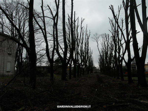 历史公园改造-10