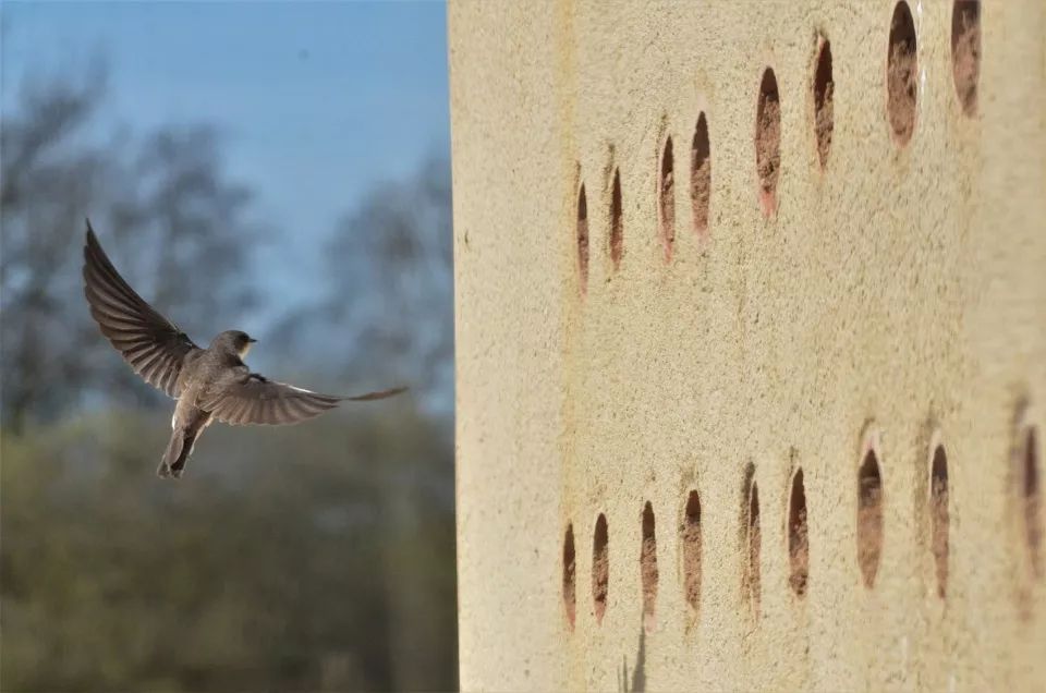 荷兰"鸟蛋"观鸟屋，生态与设计的完美结合-25