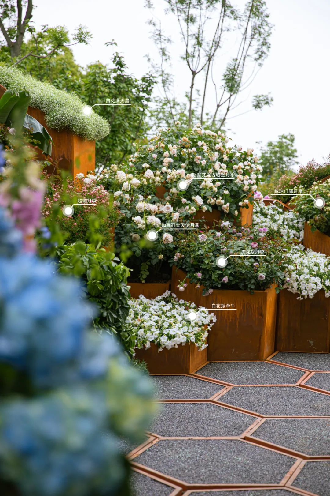 2023德阳市花月季展德阳园 | 齿轮花园-120