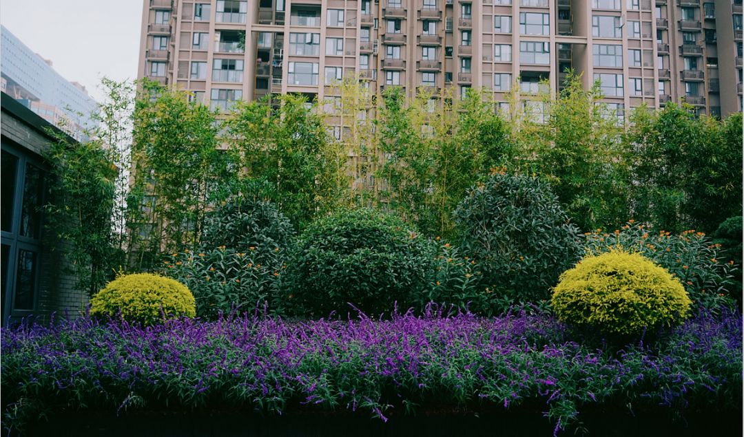 空中花园的粉紫色浪漫 | 乐梵造园的秋韵花境改造-34