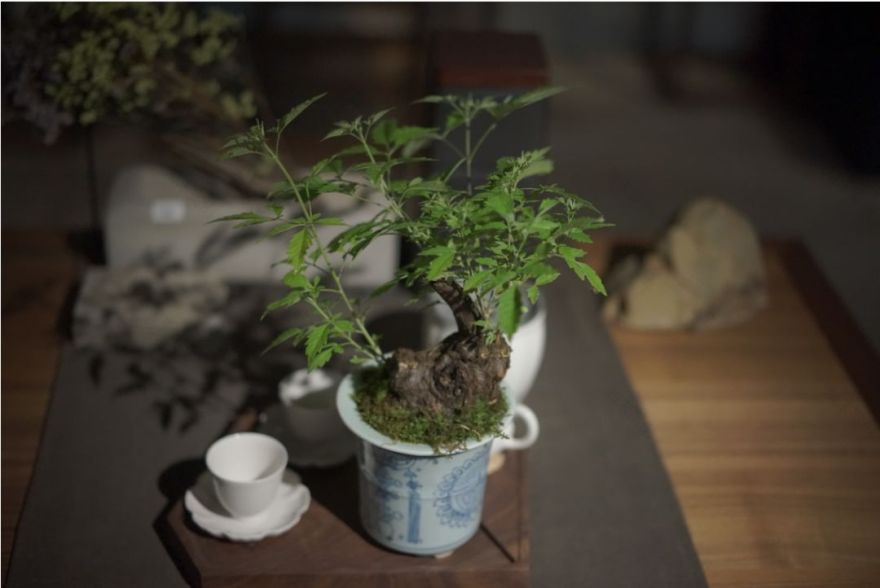 夏日茶室 | 绿色与自然的完美融合-26