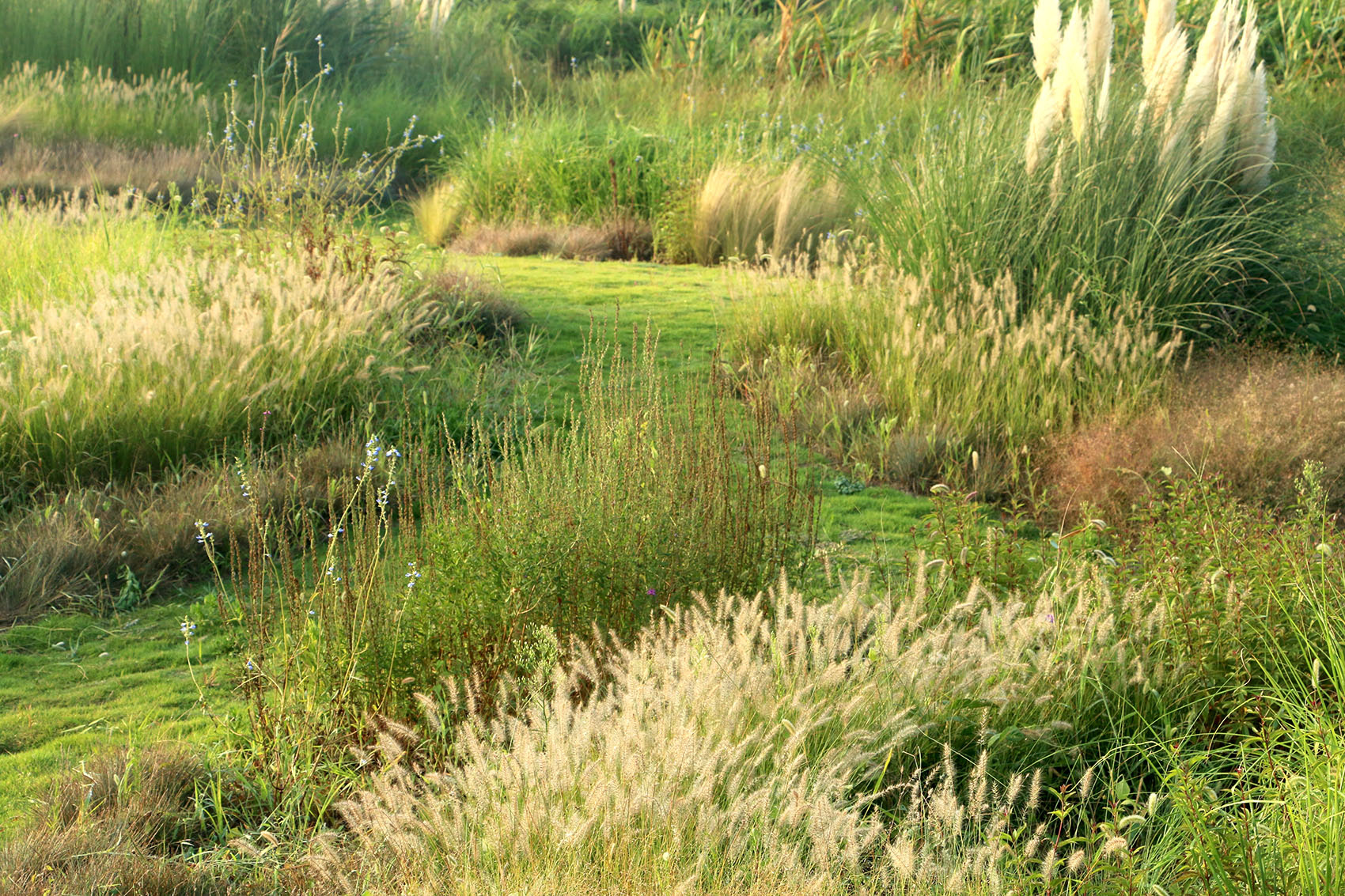 多岛海野草公园丨中国日照丨孔祥伟工作室-47