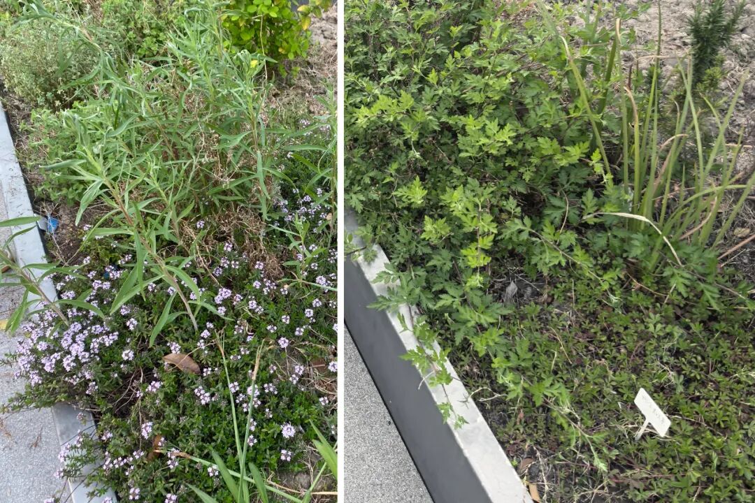 张唐探索|孤芳自赏的勇气——有.园张唐景观屋顶花园一年更新-130