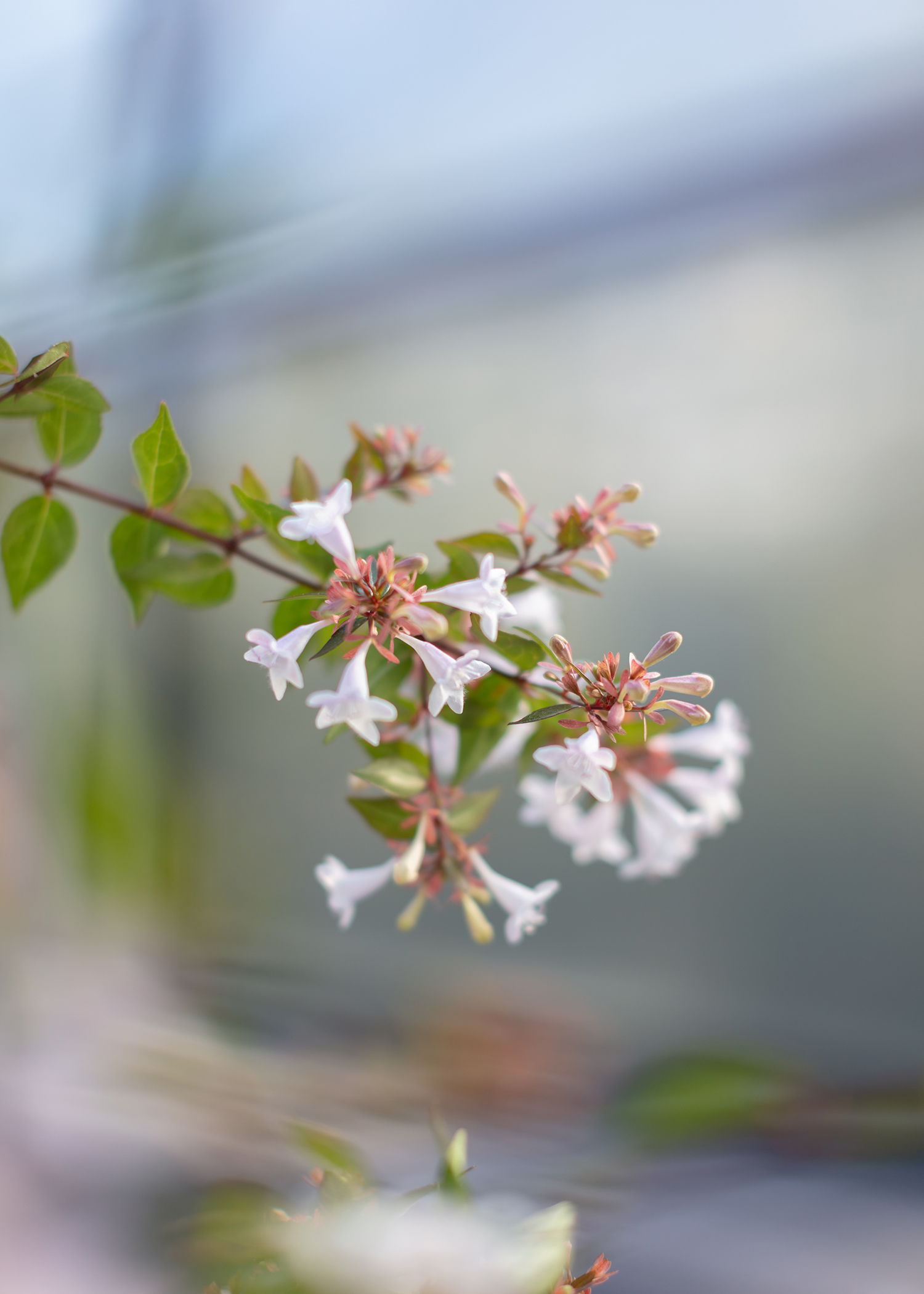 7000 Oaks 与城市生态共生的艺术设计-27