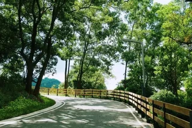 深圳最美绿道丨森林悦跑等你来-35