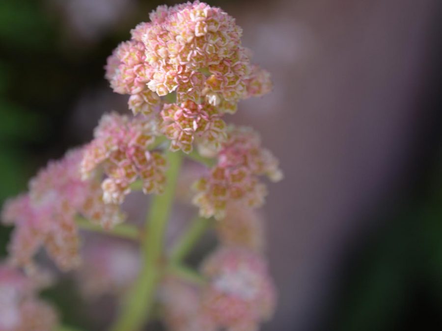 Eau de bonheur - Didier Danet - Entreprise Paysagiste-43