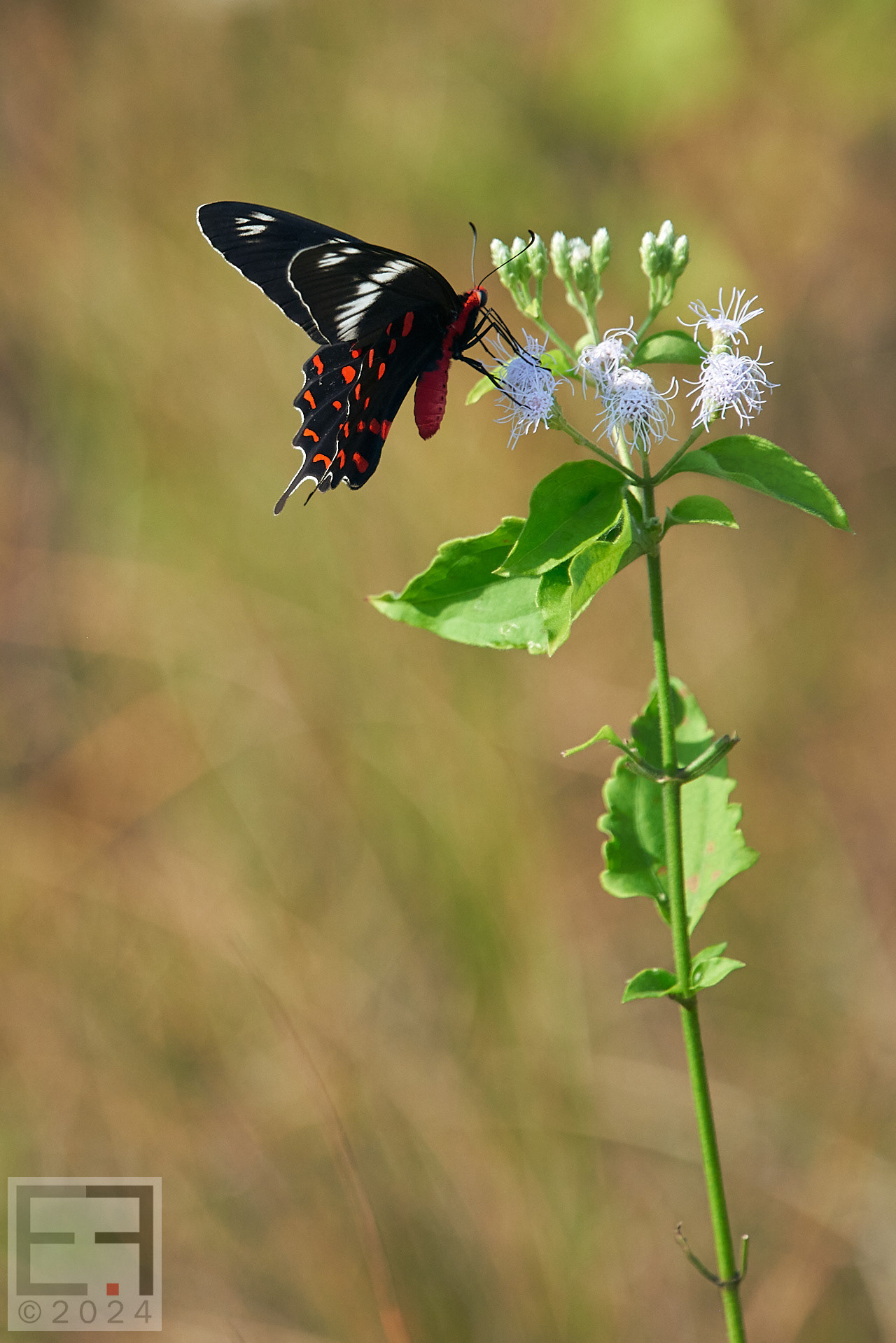 孟加拉国孙德尔本斯红树林保护与开发-13