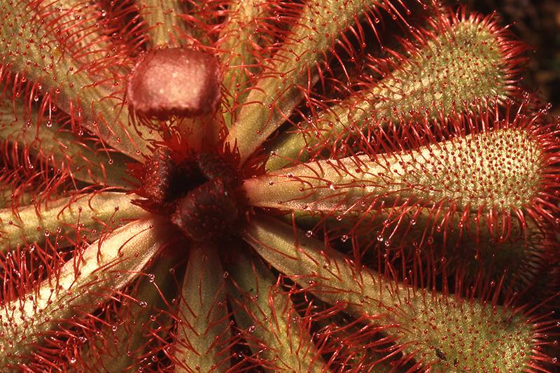 Giardino Botanico di Lione（里昂植物园）丨法国里昂-11