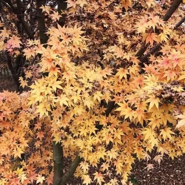 Color Case/90后帅小伙儿仅花3千爆改出租屋后-85