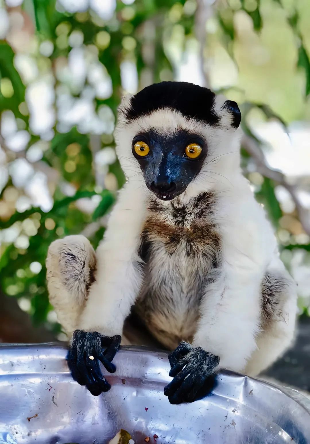 马达加斯加奇幻之旅丨LDD李杜设计-23