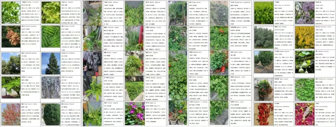 走进大栅栏！从场地记忆视角探索绿色更新策略-85
