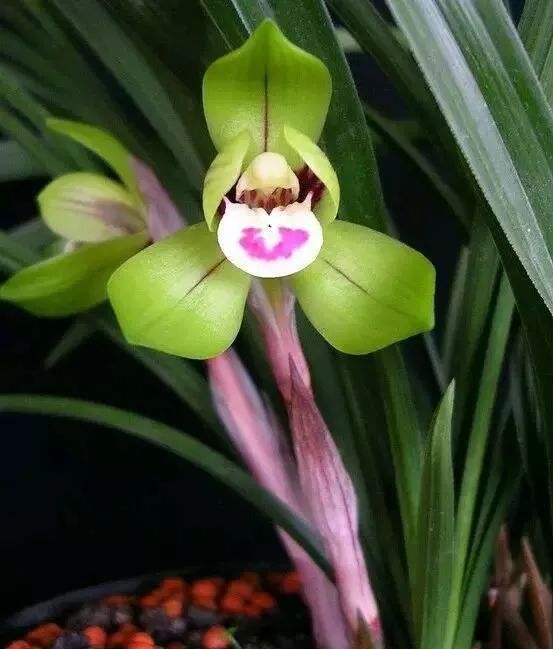 四月花海 | 迪拜奇迹花园的植栽设计-51