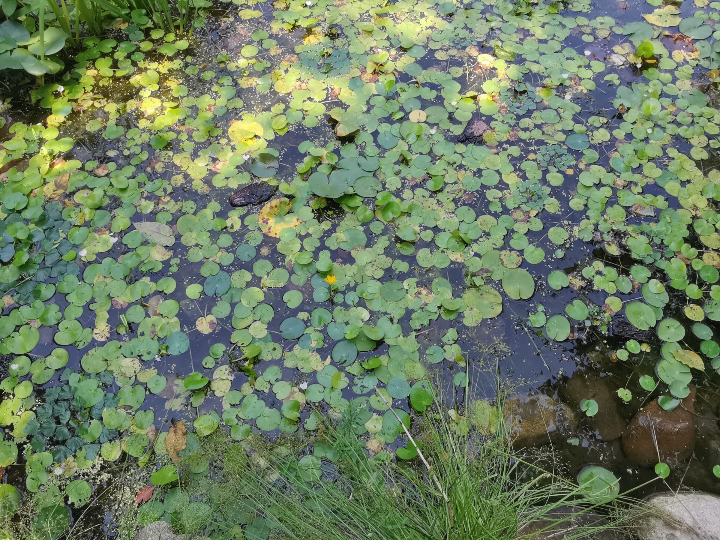 上海长宁区虹旭生境花园 | 城市野生动植物的绿色家园-59