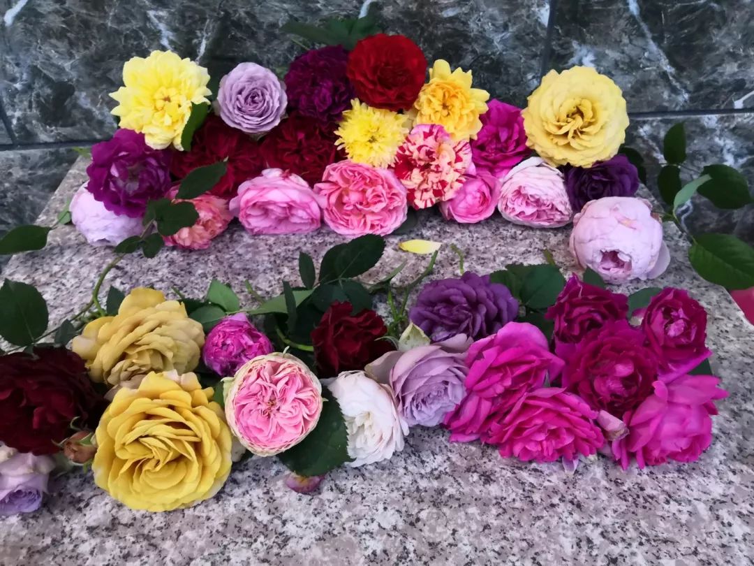 大叔也爱养花，3天造出个小花园，一分钱没花！-75