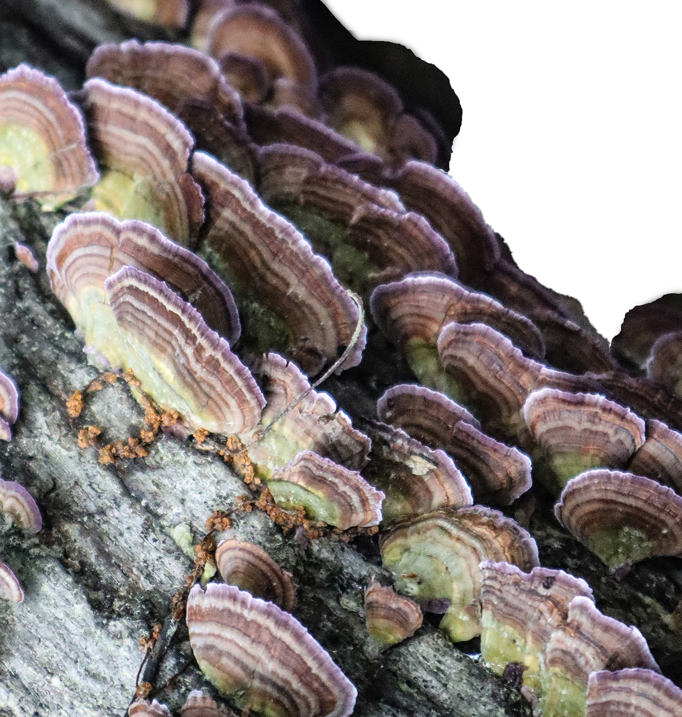 Alice and Cheshire Cat Sketch-6