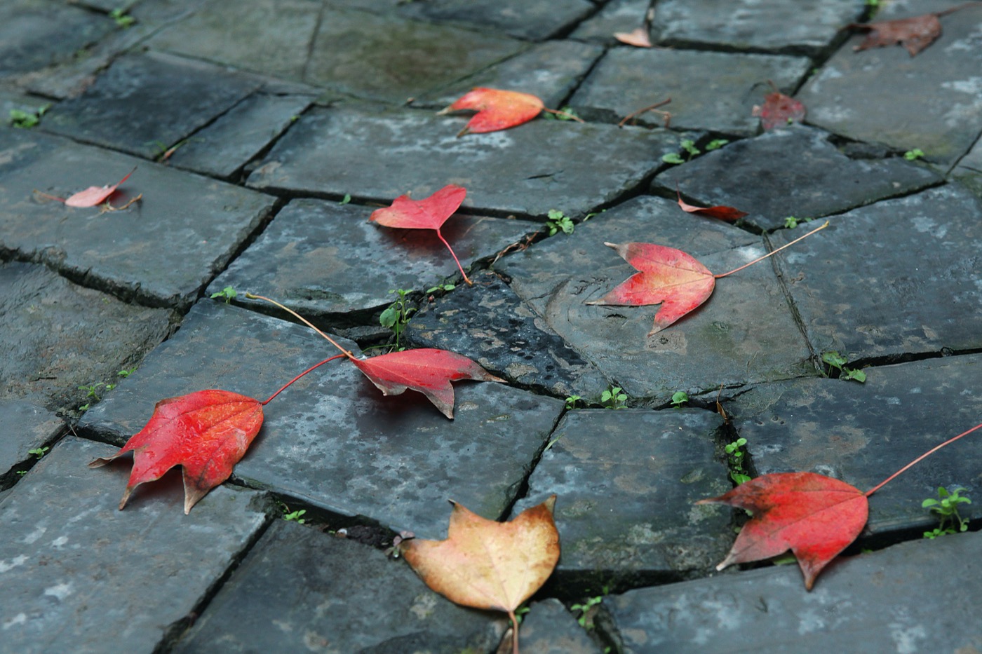 上海张江校区景观-15